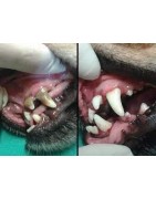 Limpieza dental y cuidado de encias para perros